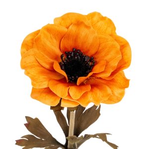 Orange Anemone Stem