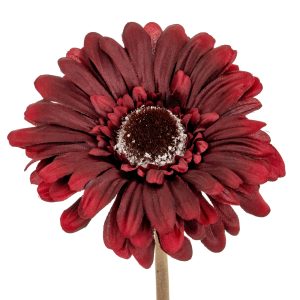 Burgundy Gerbera Stem