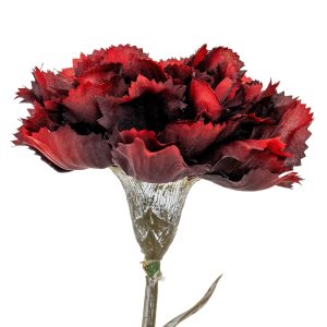 Burgundy Carnation Stem
